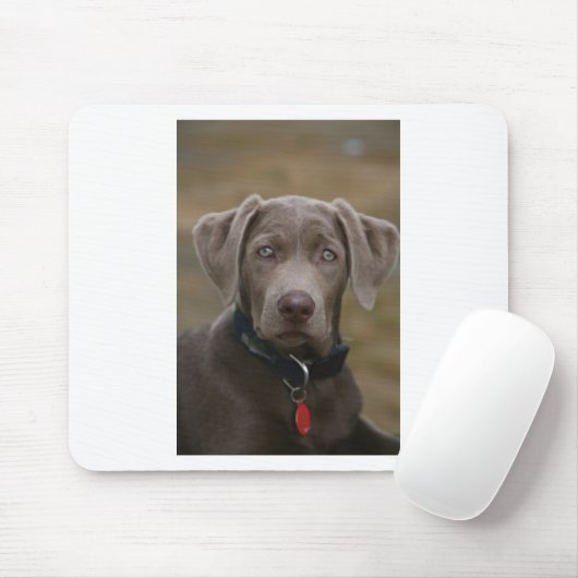 Labrador retriever im seltenen hellen Silber Mousepad (Mit Mouse)