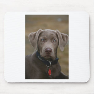 Labrador retriever im seltenen hellen Silber Mousepad