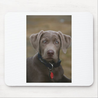 Labrador retriever im seltenen hellen Silber Mousepad