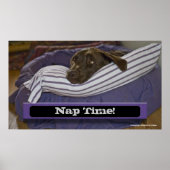 Labrador Retriever in Bed Poster (Vorne)