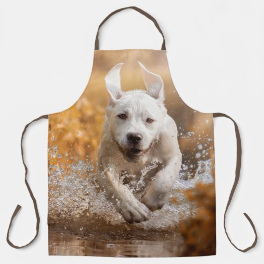 Labrador Retriever in der Schürze des Flusses (Vorderseite)