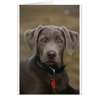 Labrador Retriever in seltenem Lichtsilber