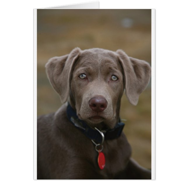 Labrador Retriever in seltenem Lichtsilber (Vorne)