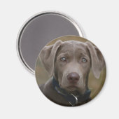 Labrador Retriever in seltenem Lichtsilber Magnet (Vorderseite/Rückseite)