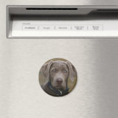 Labrador Retriever in seltenem Lichtsilber Magnet (In Situ (Geschirrspüler))