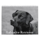 Labrador Retriever Kalender (Titelbild)