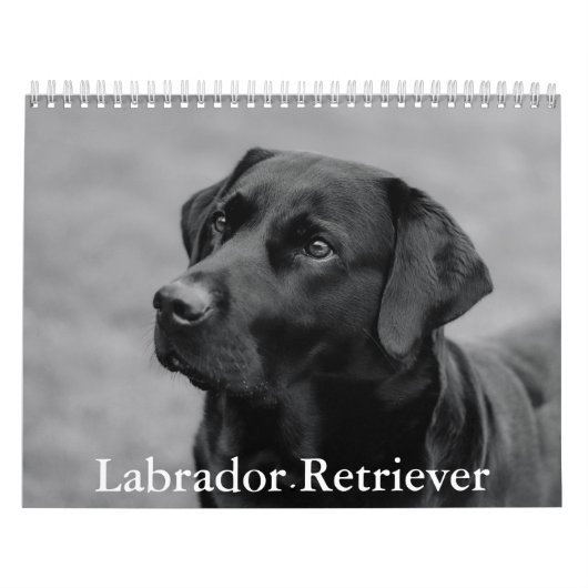 Labrador Retriever Kalender (Titelbild)