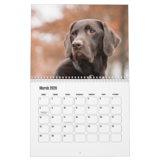 Labrador Retriever Kalender (Mär 2026)