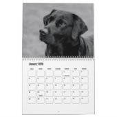Labrador Retriever Kalender (Jan 2026)