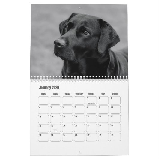 Labrador Retriever Kalender (Jan 2026)