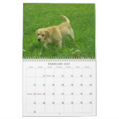 Labrador retriever-Kalender 2011 Kalender (Feb 2027)