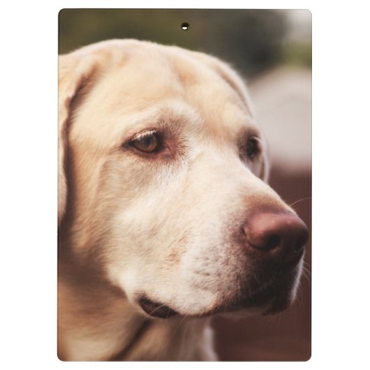 Labrador retriever klemmbrett (Rückseite)