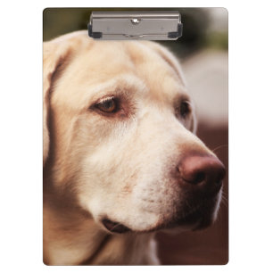 Labrador retriever klemmbrett