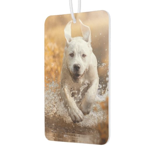 Labrador Retriever läuft in River Air Freshener Autolufterfrischer (Links)