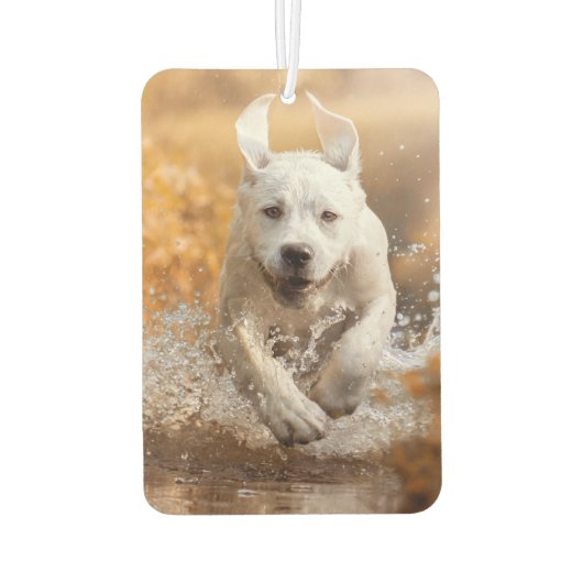 Labrador Retriever läuft in River Air Freshener Autolufterfrischer (Rückseite)