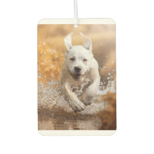 Labrador Retriever läuft in River Air Freshener Autolufterfrischer