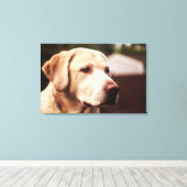 Labrador Retriever Leinwanddruck (Insitu (Holzboden))