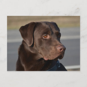 Labrador Retriever Lorenzo Postkarte