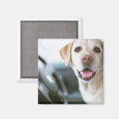 Labrador Retriever Magnet (Vorderseite/Rückseite)