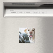 Labrador Retriever Magnet (In Situ (Geschirrspüler))