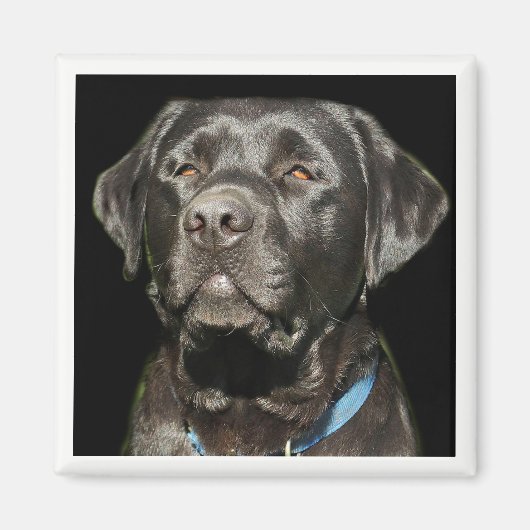 Labrador Retriever Magnet (Vorne)
