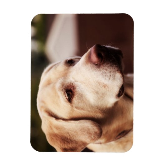 Labrador Retriever Magnet (Vertikal)