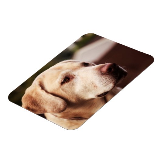 Labrador Retriever Magnet (Linke Seite)