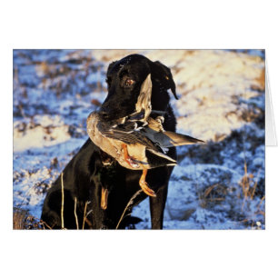 Labrador Retriever mit Drake Mallard