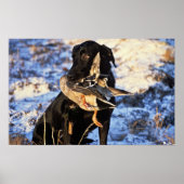 Labrador Retriever mit Drake Mallard Poster (Vorne)