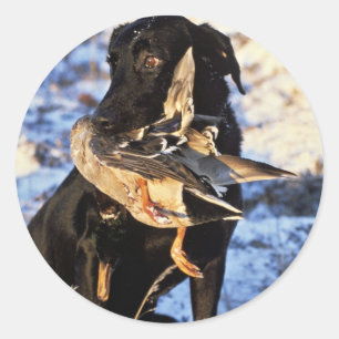 Labrador retriever mit Drake-Stockente Runder Aufkleber