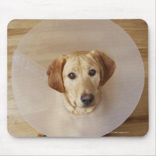 Labrador retriever mit Kegel um seinen Hals Mousepad
