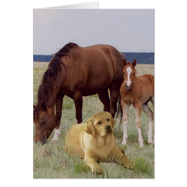 Labrador Retriever mit Pferdekarte (Vorne)