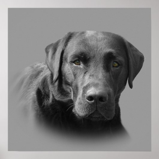 Labrador Retriever Phantastisch Print Poster (Vorne)