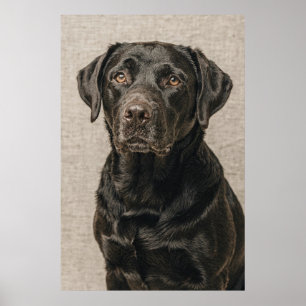 Labrador Retriever-Porträt mit sanftem Blick Poster