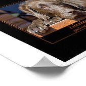 Labrador Retriever Poster (Ecke)