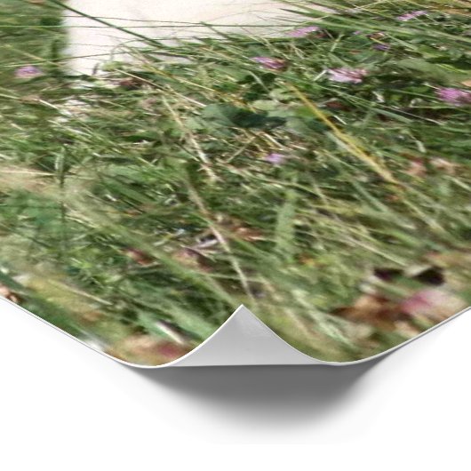 Labrador Retriever Poster (Ecke)