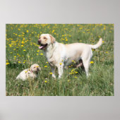 Labrador Retriever Poster (Vorne)