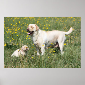 Labrador Retriever Poster