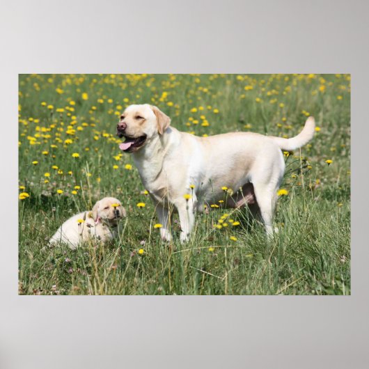Labrador Retriever Poster (Vorne)