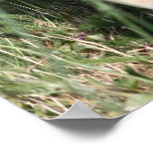 Labrador Retriever Poster (Ecke)