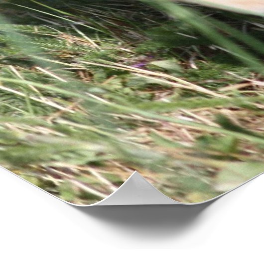 Labrador Retriever Poster (Ecke)