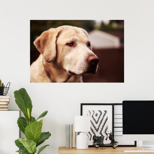 Labrador Retriever Poster (Heimbüro)