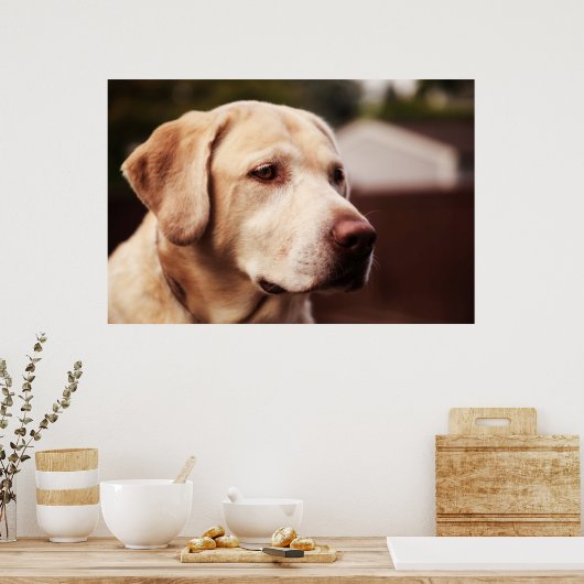 Labrador Retriever Poster (Küche)