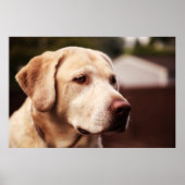 Labrador Retriever Poster (Vorne)