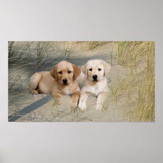 Labrador Retriever Poster Pups On Beach (Vorne)