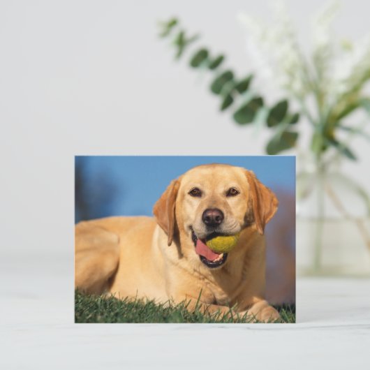 Labrador Retriever Postkarte (Stehend Vorderseite)