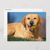 Labrador Retriever Postkarte (Vorne/Hinten)