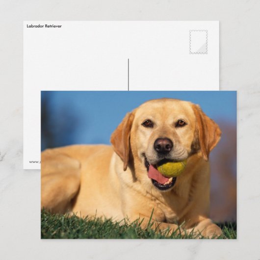 Labrador Retriever Postkarte (Vorne/Hinten)
