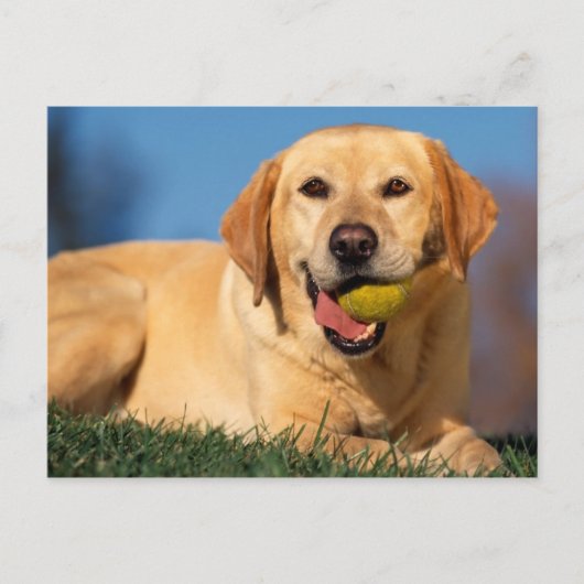 Labrador Retriever Postkarte (Vorderseite)