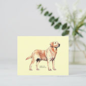 Labrador Retriever Postkarte (Stehend Vorderseite)